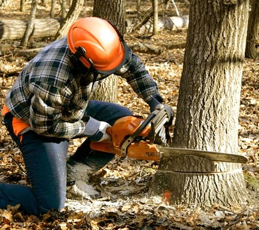 Tree Removal in Sherrill, NY